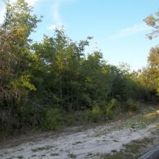Belmore State Forest