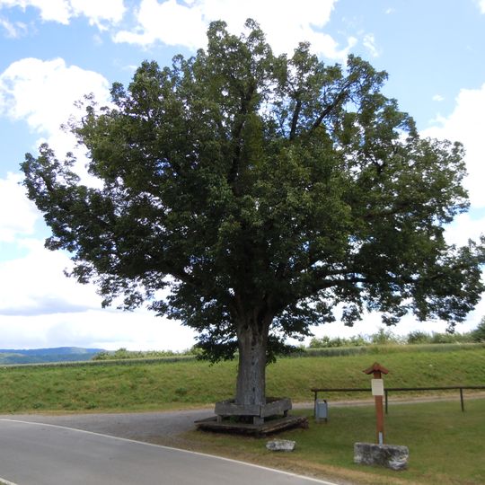 1 Winterlinde "Linde Oberhausen"