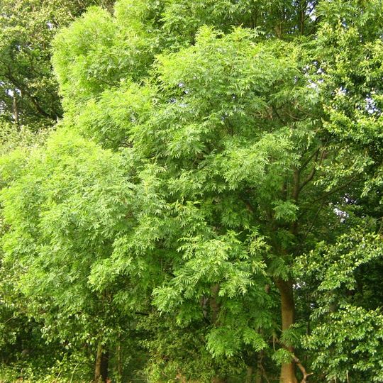 Arboreto di Fresse-sur-Moselle
