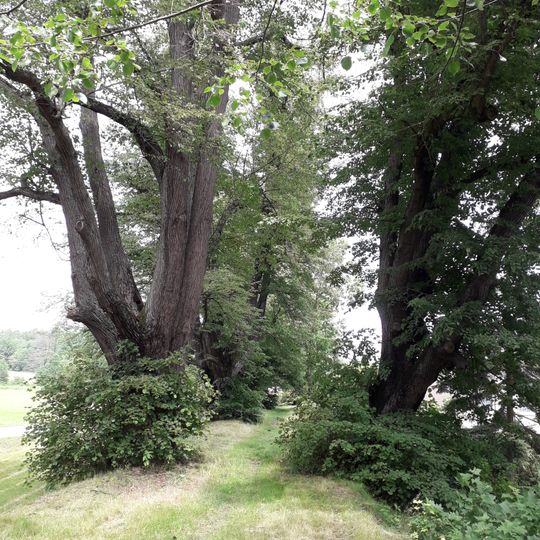 Lipová alej za Štiřínem v Kamenici