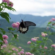 Parque nacional de Doi Phu Kha