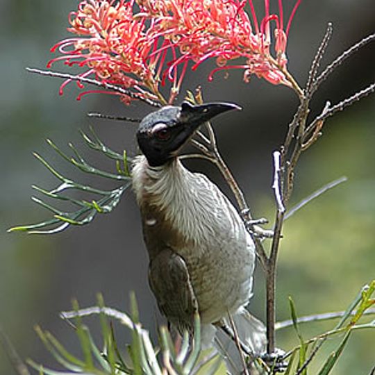 Parco nazionale di Bingera