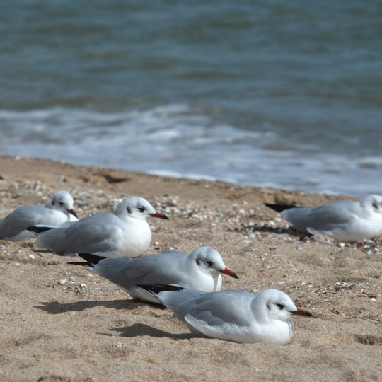 Category:Prymorskyi Zakaznik