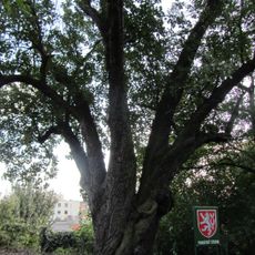 Hrušeň obecná nad ulicí Zdíkovská