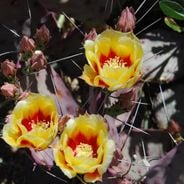 Tucson Botanical Gardens