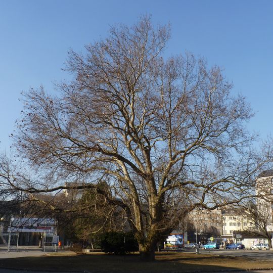 Platan na Černé louce