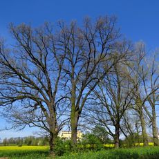 Duby letní (Holohlavy)