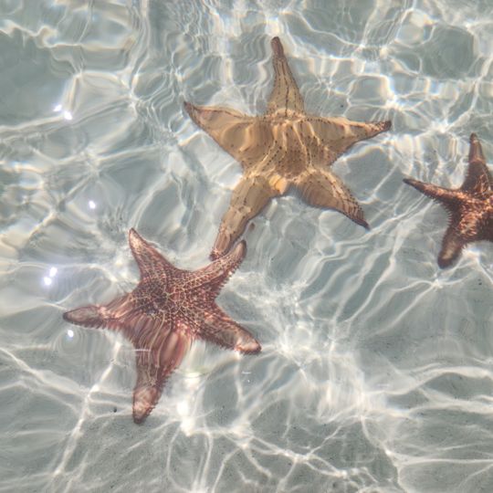 Starfish Point