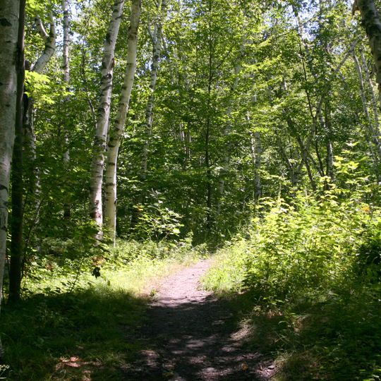 Tolland State Forest