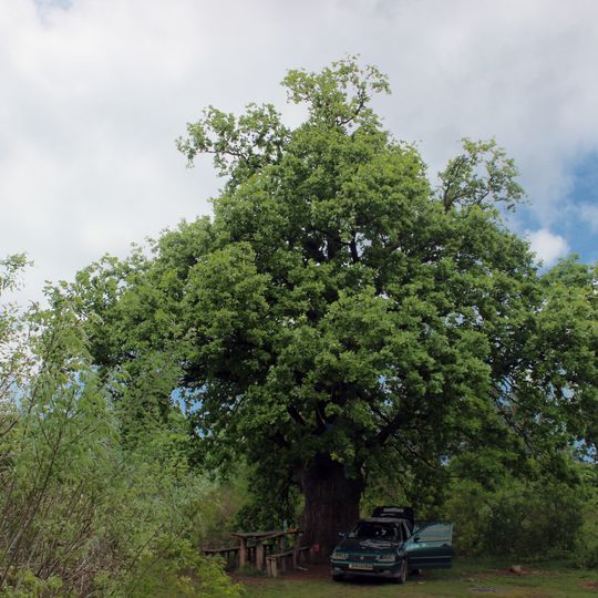 Quercus on Blue Water