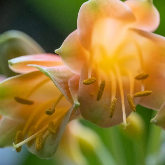 Center for Biological Diversity Conservation in Powsin