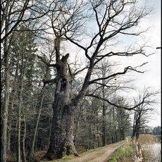 Dub u rybníka Velké Stavidlo