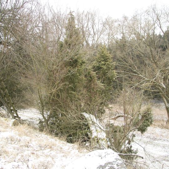 Jalovec u Horních Vilémovic