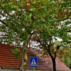 Naturdenkmal Platane-Ahornblättrige Platane (''Platanus x hybrida (acerifolia)'') Dissenchener Hauptstraße Nr. 83 in Dissenchen
