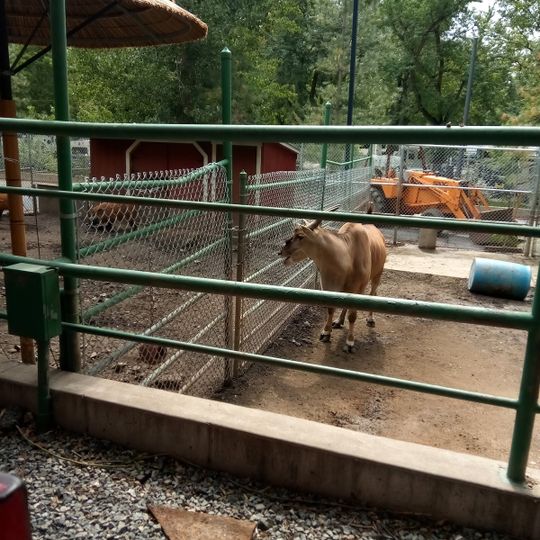 Wild Kingdom Train Zoo