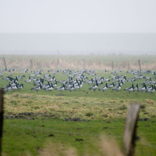 Dithmarscher Eidervorland mit Watt