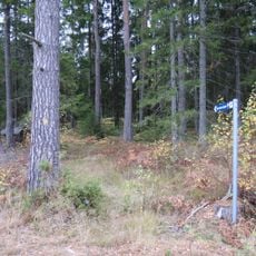 Öjersbyns gammelskog