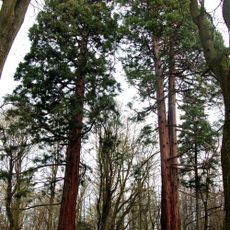 Sekvojovce v Ratměřicích