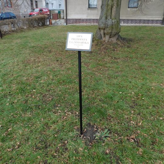 Lípa presidenta T. G. Masaryka u školy v Lánech