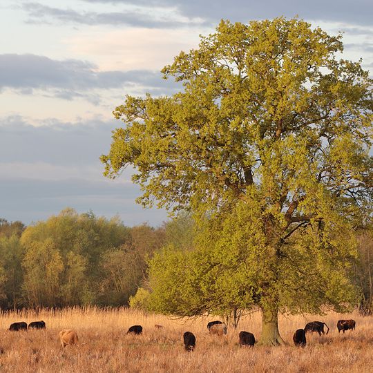 Barnbruchswiesen und Ilkerbruch