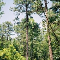 Mountain Longleaf National Wildlife Refuge