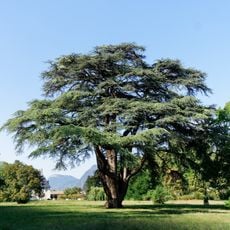 Cèdre du Liban dans le parc du château de Sassenage