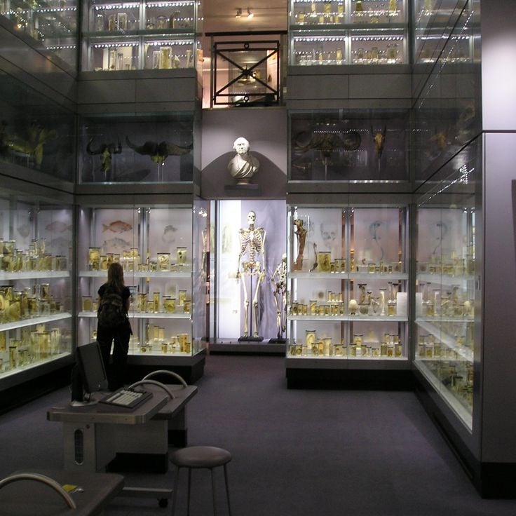 Musée Hunterian