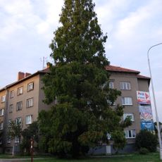 Metasekvoje na Střelnici