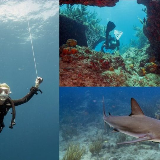 Dive Sint Maarten