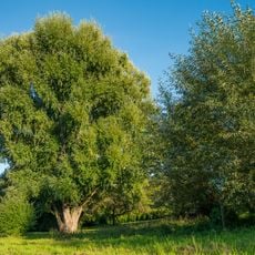 Feuchtfläche mit Weiden