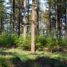 Moore bei Christinenthal