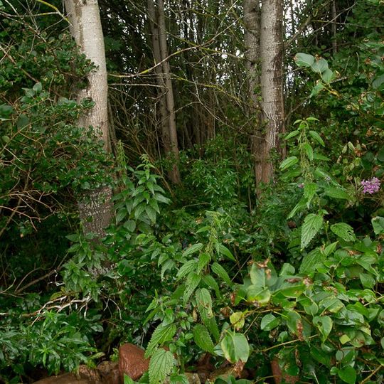 Cmentarz ewangelicki w Stańczykach