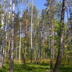 Melnytskyy forestry preserve