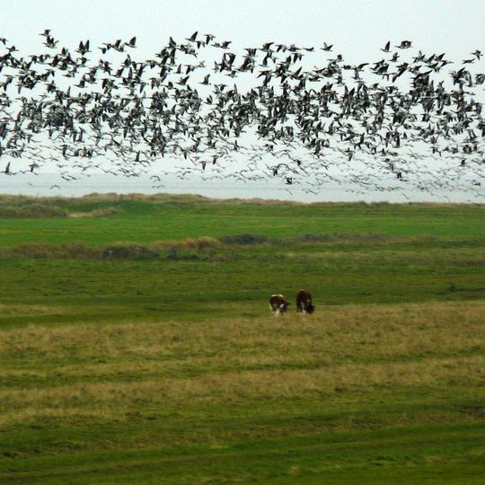Hadelner und Belumer Außendeich