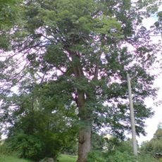 Dvojice klenů v Horním Poli