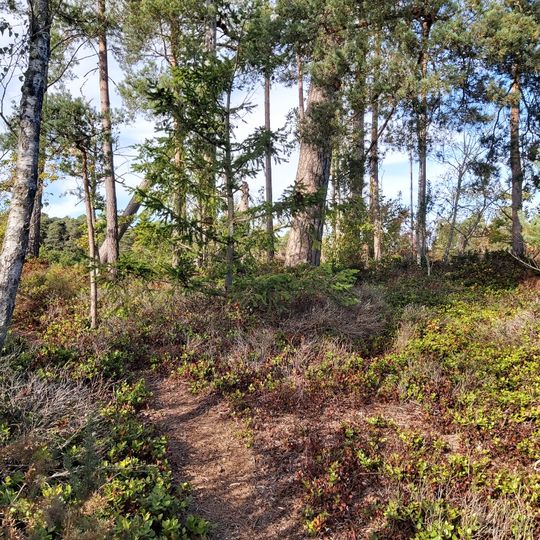 Bowl barrow 100m east of Forest Cottage