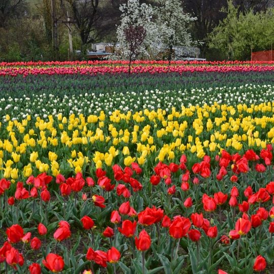 Indira Gandhi Memorial Tulip Garden