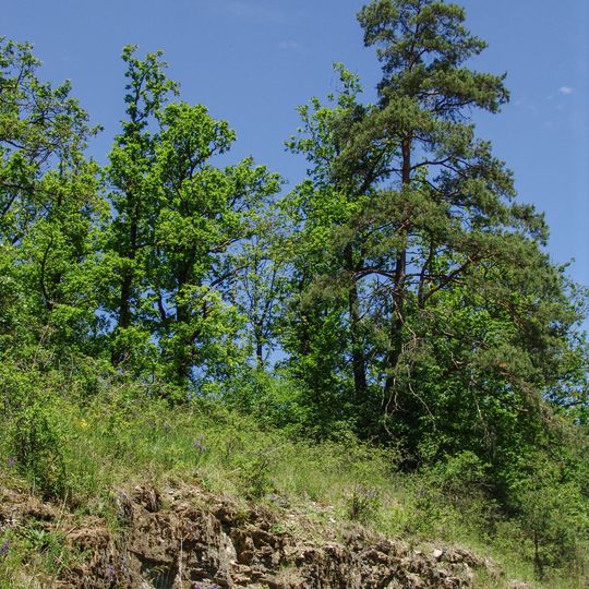 Wälder und Trockenstandorte bei Bad Kissingen und Münnerstadt