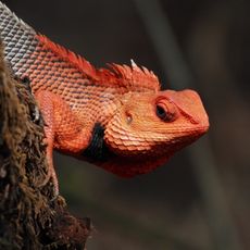 Chandoli National Park