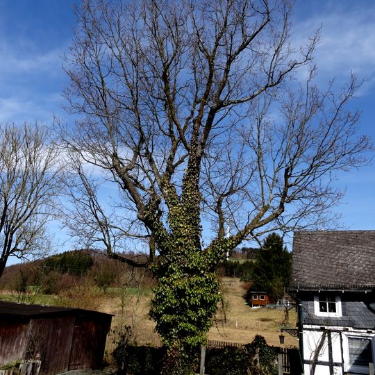 Naturdenkmal Eine Mann Eiche
