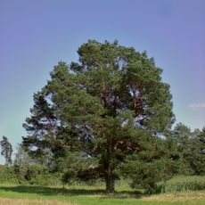 Borovice lesní za Políknem u rybníčku