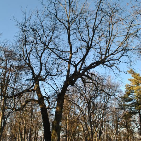 Juglans nigra in Zbarazh