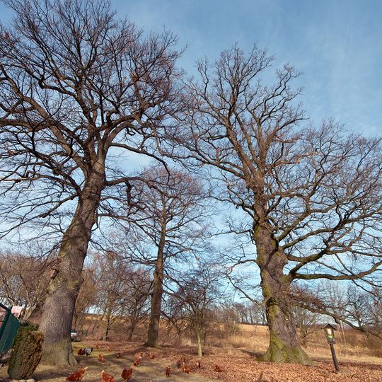 Duby v Ortvínovicích