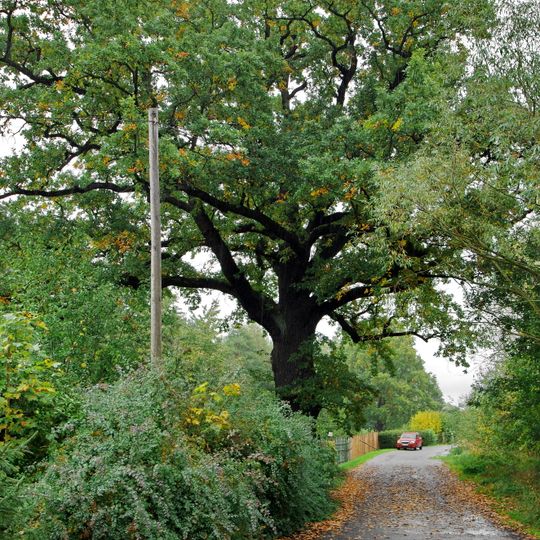 Dub letní ve Chlumečku