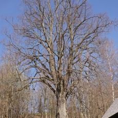 Lípa Antala Staška