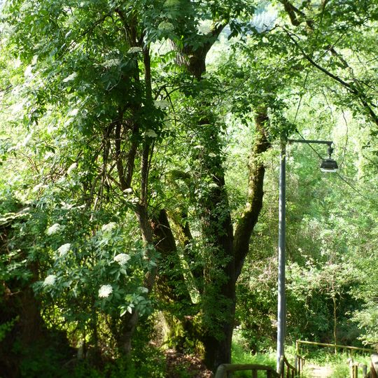 1 Stieleiche an der Ernst-Schödle-Staffel