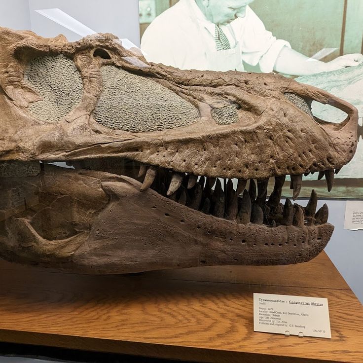 Museo Paleontologico