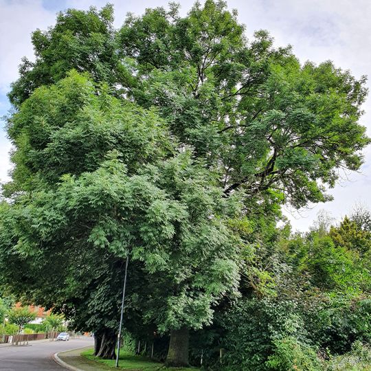 Esche am Bahnhof Colditz