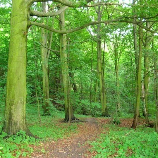 Rezerwat przyrody Las Mariański