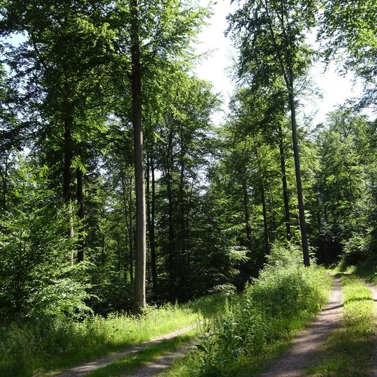 Wald bei Wald-Amorbach